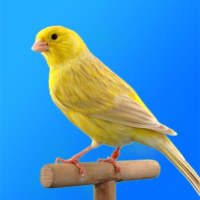 Canary Singing Sound Birds 2020 free