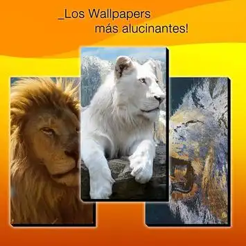 Leonum, Fondos de pantalla de Leones App لـ Android Download - 9Apps