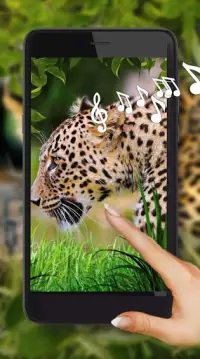 Jaguar Sounds Live Wallpaper APK Download 2022 - Free - 9Apps
