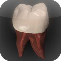 Real Tooth Morphology Free