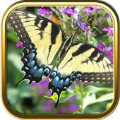 Free Butterfly Puzzle Games