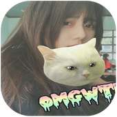 Cat Sticker - Face Cat Stickers on 9Apps