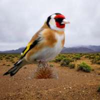 The singing goldfinch on 9Apps