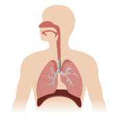 Respiratory System on 9Apps