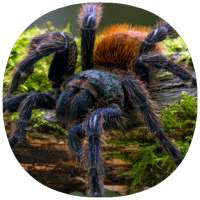 Pet Tarantula or Scorpion Care (Guide)
