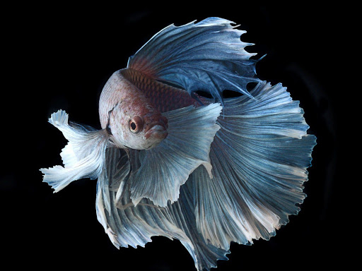 Wallpaper : 1440x995 px, betta, fighting, fish, psychedelic, siamese,  tropical, underwater 1440x995 - CoolWallpapers - 1649835 - HD Wallpapers -  WallHere