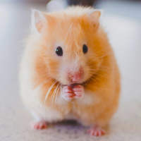 Hamster Hintergrundbilder