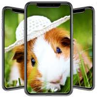 Hamster Wallpapers on 9Apps