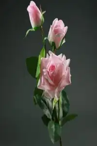 flower wallpaper hd full screen 🌹🌹 APK Download 2023 - Free - 9Apps flower wallpaper hd full screen 🌹🌹 APK Download 2023 - Free - 9Apps