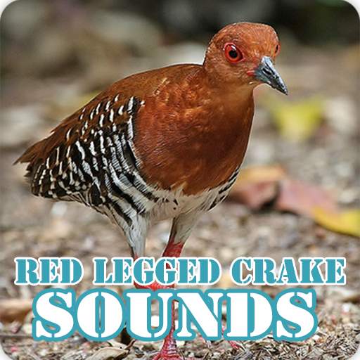 Red Legged Crake Bird Sounds Collection