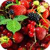 Berries Live Wallpaper : backgrounds hd