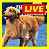 Watch Dog Show Live Stream FREE