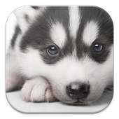 Husky Puppy Live Wallpapers on 9Apps