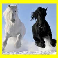 Images of Horses Free, HD Wallpaper on 9Apps