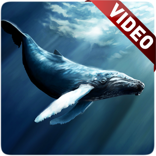 Whale Live Wallpaper for Android  Download