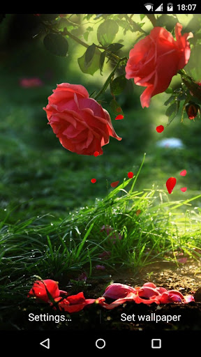 Red flower live nature love nature HD phone wallpaper  Peakpx