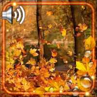 Autumn Forest HD