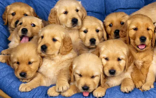 Descarga de la aplicación Perritos Fondos Animados 🐕 Cachorros Lindos 2023 - Gratis - 9Apps Descarga de la aplicación Perritos Fondos Animados 🐕 Cachorros Lindos 2023 - Gratis - 9Apps