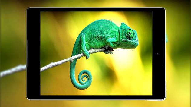 Young Lizard HD Wallpaper - WallpaperFX