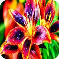 Flowers Wallpapers on 9Apps