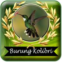 Suara Burung Kolibri Pikat Mp3 Offline on 9Apps