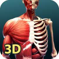 Human Anatomy 3D on 9Apps