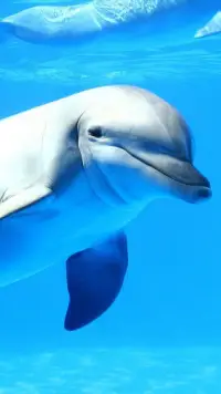 Dolphin Live Wallpaper 🐬 Pictures of Dolphins APK Download 2023 - Free -  9Apps