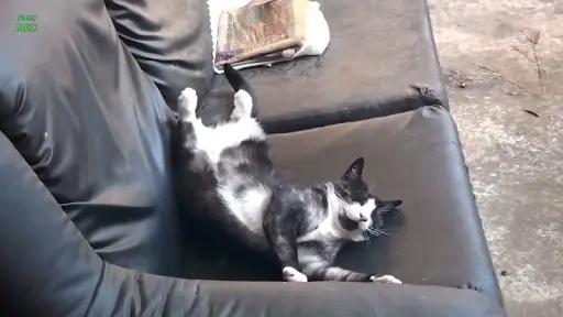 Free Funny Animals Videos APK Download 2023 - Free - 9Apps