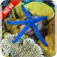 Starfish 3D Free Live Wallpaper