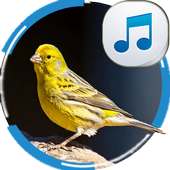 Canary Sounds on 9Apps