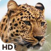 Leopard HD Hintergrundbilder