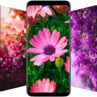 Flowrify - Flower Wallpapers on 9Apps