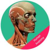 Human Anatomy - Body Parts