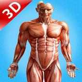Human Anatomy 3D : Human Organs and Bones