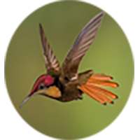 Name of Animals and Birds on 9Apps