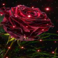 Magical Rose Live Wallpaper