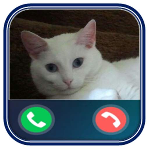 Talking Cat - Fake video call