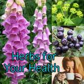 Herbs for Your Health