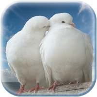 Dove Photo Frame on 9Apps