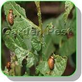 How to control garden pest by Home remedies
