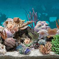 Akwarium 3D Żywa Tapeta