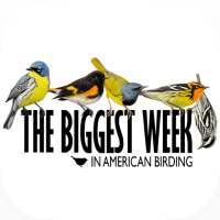 Biggest Week in Am. Birding