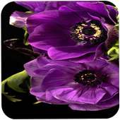 Flower Wallpaper HD Pack on 9Apps