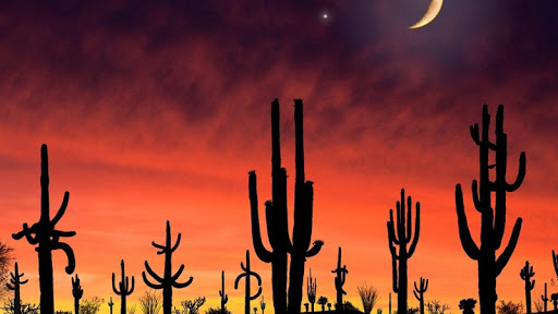 Saguaro cactus arizona arizona desert arizona sunset cactus desert  sunset HD phone wallpaper  Peakpx