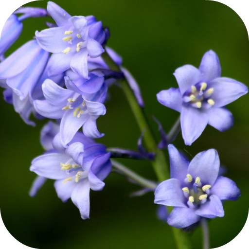 Bluebell flower Live Wallpaper