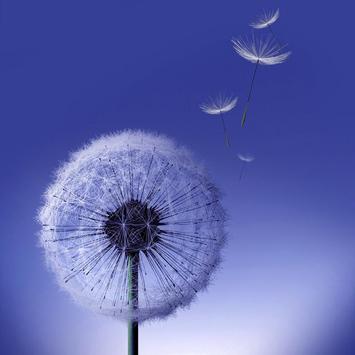 Pretty Dandelion Home Screen Wallpaper