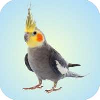 Cockatiel Sounds on 9Apps