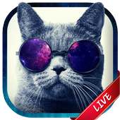 Cat Live Wallpaper on 9Apps