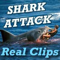SHARK Attack Videos - Live Real Time Funny Clips