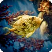 3D Betta Fish Wallpaper on 9Apps